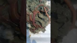 Mancing Pakai Cacing Berkaki Banyak Kilung Cacing Air Asin