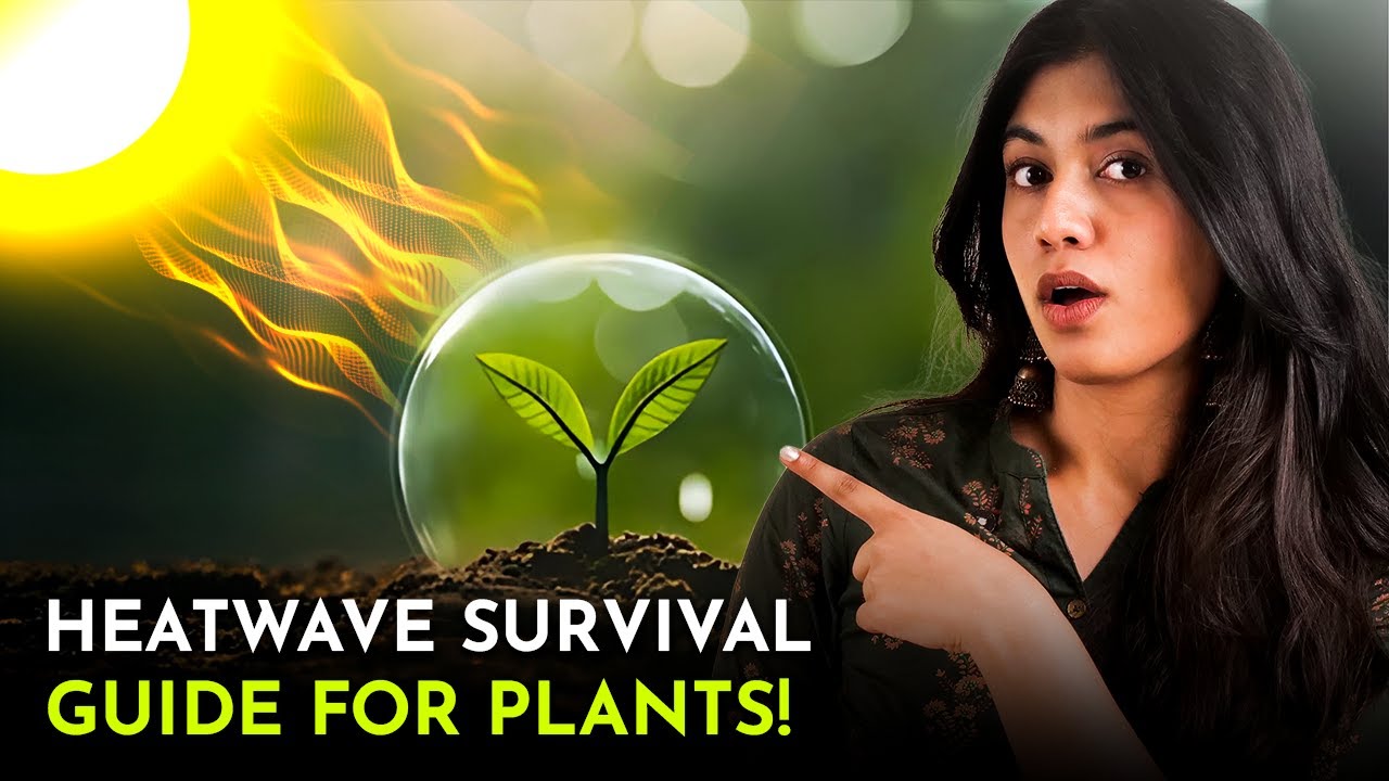 Heat Stress in Plants: Here’s How to Save Them!