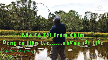 Cá tra ăn mạnh anh em ơi. Vườn quốc gia tràm chim. #câucá #caucatra #câucátrasông #Cầnthủđồngtháp