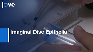 Tumor Diagonosis in Imaginal Disc Epithelia | Protocol Preview