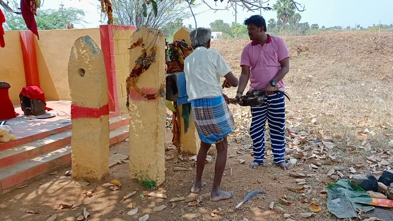 சேவல் காவு கொடுத்தல்......🐓🐓🐓