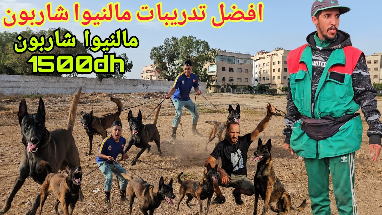 شاهدااااا افضل تدريبات كلاب الحراسة مالنيوا شاربون شر ديال بصح اثمني جدا مناسب 1500dh صدق او لا تصدق
