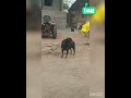 #rottweiler #rottweilerpuppy #doglover #guarddogs #rottweilerlovers #animallover