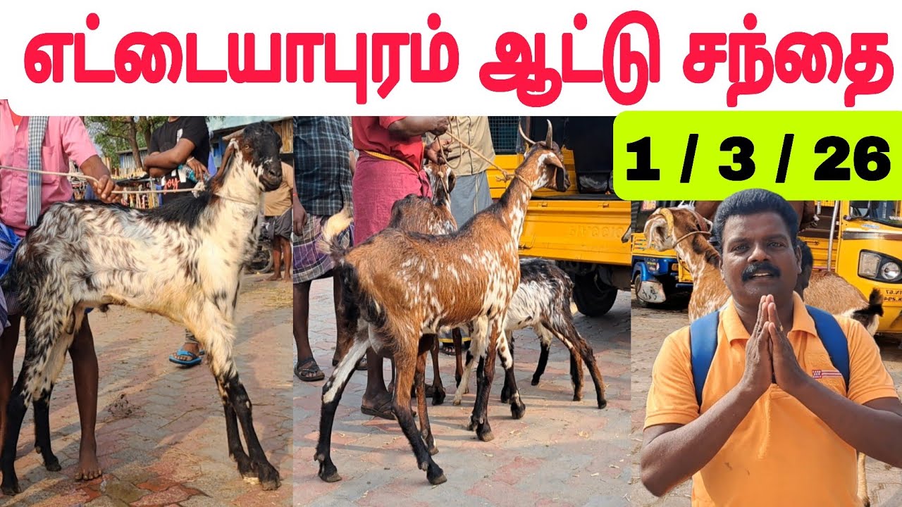 1 / 3 / 2026 / எட்டையாபுரம் ஆட்டு சந்தை  #ஆடு #எட்டையாபுரம் #கொடிஆடுசந்தை #கொடிஆடு #goat #goatmarket
