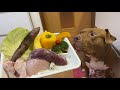 ASMR MUKBANG  PITBULL REVIEWS RAW FOODS@Three Little Kittens