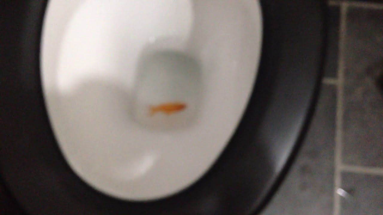 i flushed my dead fish down the toilet YouTube