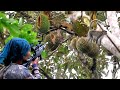 Hunting di kebun durian sama sniper jitu