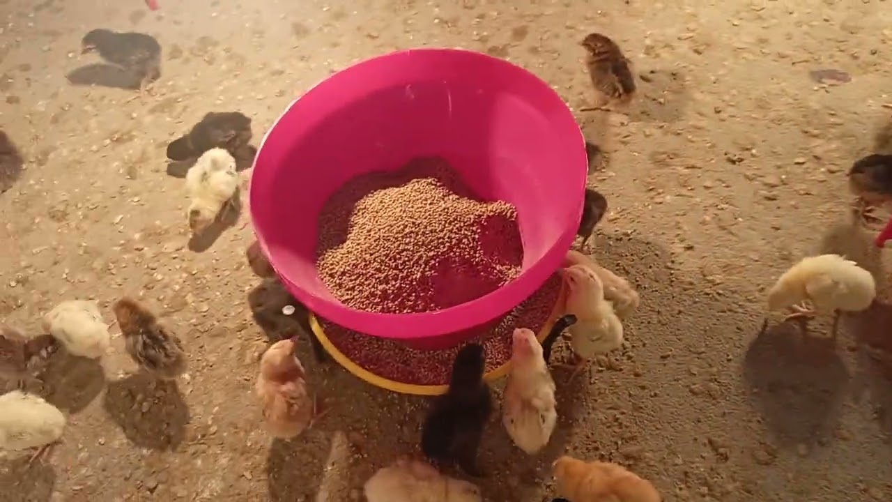 Sonali chicks Brooding 