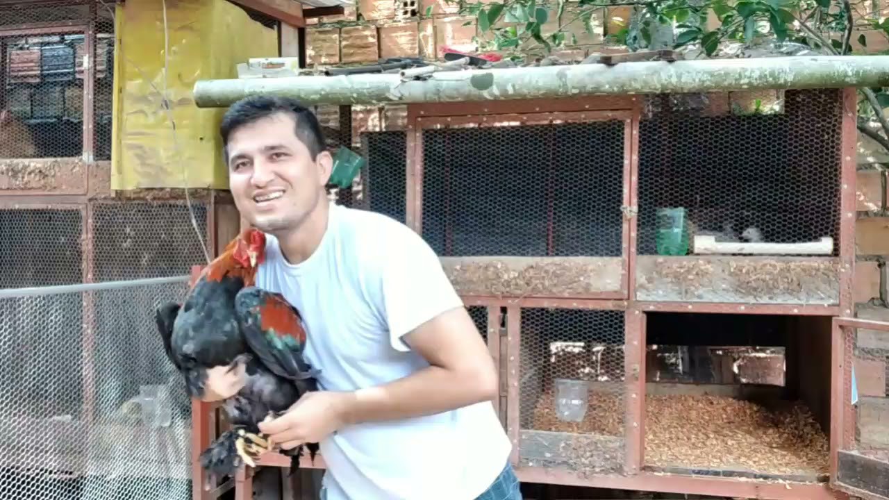 DICA SOBRE CARACTERISTICAS  BRAHMA PERDIZ