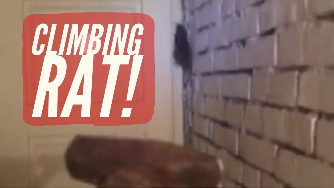 CLIMBING RAT! YouTube