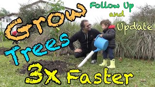 Plant a tree so that it grows 3 times faster. Update & follow up of last root training video.