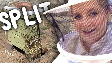 Honeybee Colony Inspection and Split | First Inspection of the Season! | Beekeeping