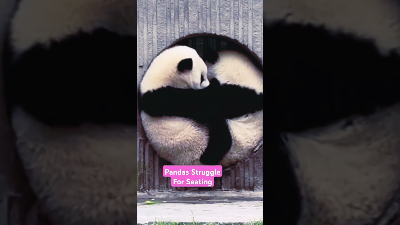 Two Pandas Struggle to Fit in One Round Hole – Hilarious Panda Antics!"🐼🐼