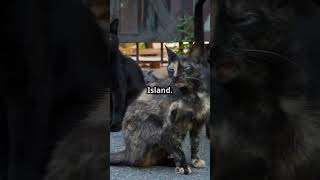 Top 5 Weirdest Things in the World!