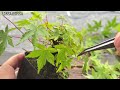 根接ぎ成功で立派な座をGETした山もみじ【YMJ】 #盆栽 #bonsai