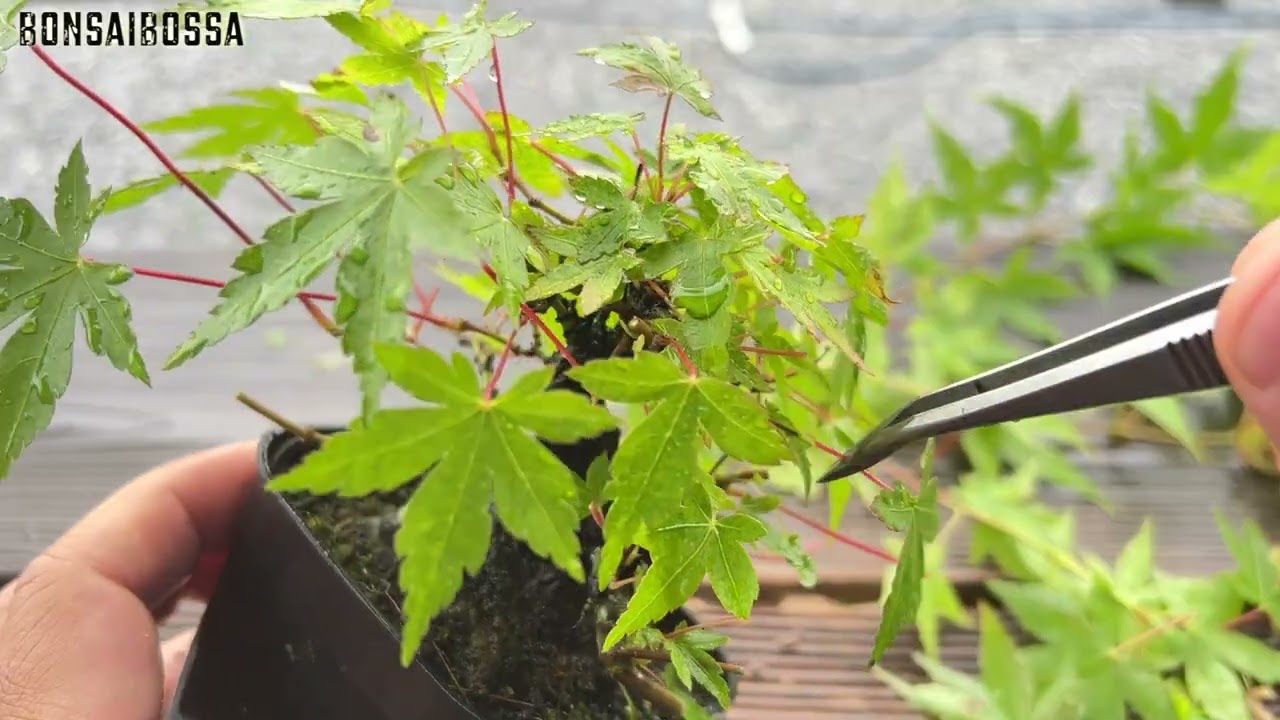 根接ぎ成功で立派な座をGETした山もみじ【YMJ】 #盆栽 #bonsai