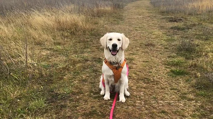 Nell Golden Retriever 1 Week Intensive Training