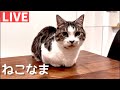 猫のライブ配信【ねこなま】生配信中！！