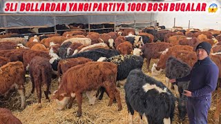 : 3LI BOLLARDAN YANGI PARTIYA BUQALAR 1000 BOSH NARHLARI JUDA ARZON 