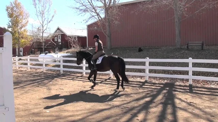 Horse for Sale: Holly - 2007 Oldenburg Mare