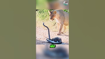 Sư Tử Đối Đầu Với Rắn Mamba Đen Để Cướp Đại Bàng #thếgiớiđộngvật