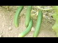 Cucumber Tunnel Farming in Pakistan || Cucumber Farming