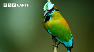 Download Lagu Turquoise-Browed Motmot Attempts to Find Nest Site at Crowded Cenote | Wild Mexico | BBC Earth MP3 Download Lagu Turquoise-Browed Motmot Attempts to Find Nest Site at Crowded Cenote | Wild Mexico | BBC Earth MP3