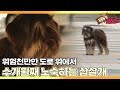 [TV 동물농장 레전드] ‘도로 위에서 노숙하는 삽살개’ 풀버전 다시보기 I TV동물농장 (Animal Farm) | SBS Story