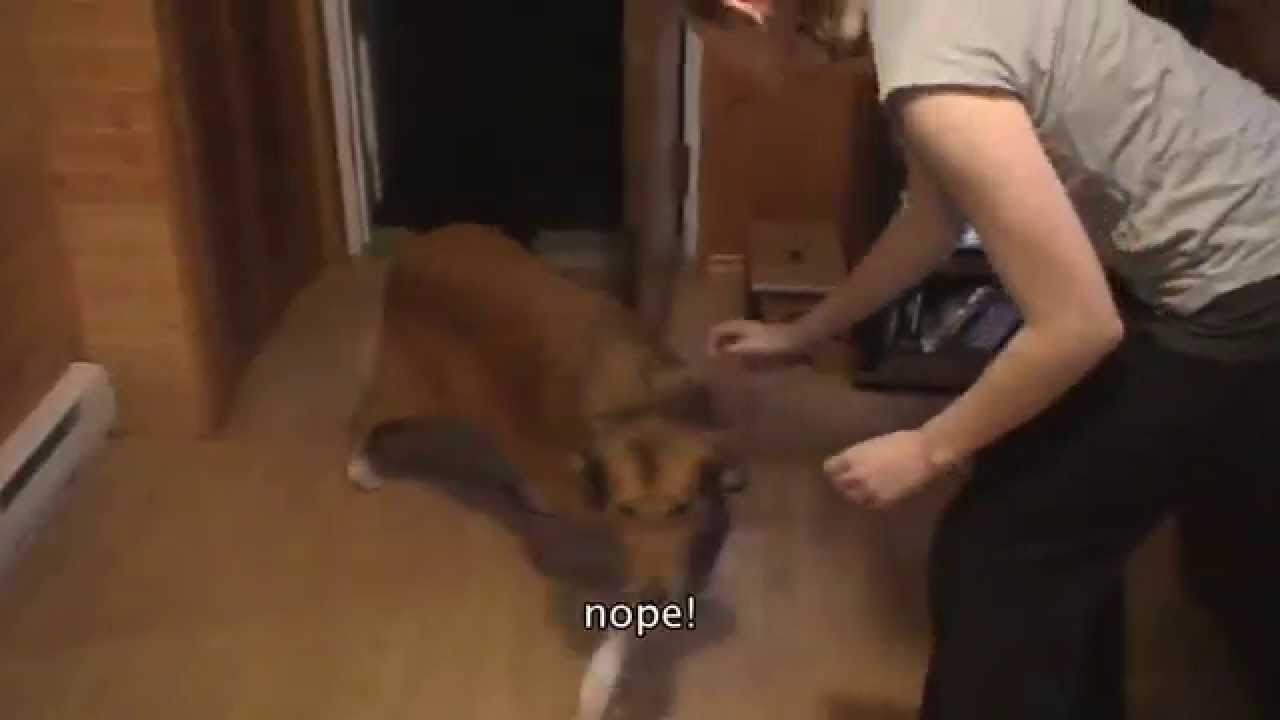 Seeing my dog after three months - YouTube