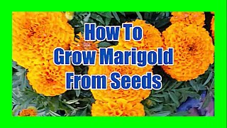 How To Grow Marigold From From Seeds: Marigold Seed Germination