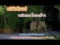 Ep 517   wildlife  elephant  nature