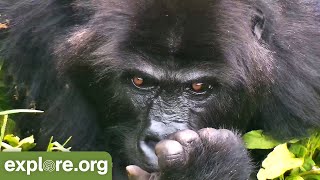 Amazing Gorilla Close Up - Top Moments On Explore