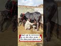 गाय  विकने  आहे  मो,8295349891दूध  20  लीटर  कीमत  40000ऑल  इंडिया ट्रांसपोर्ट सुविधा उपलब्ध  है