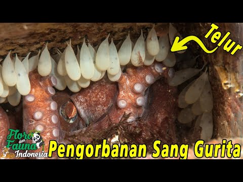 Video: Gurita Dalam Wajan - Resep Langkah Demi Langkah Dengan Foto