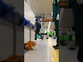 起こすべきか悩む駅員さん×爆睡猫🐱💤🚉 #cat #station #cute #japan #funny