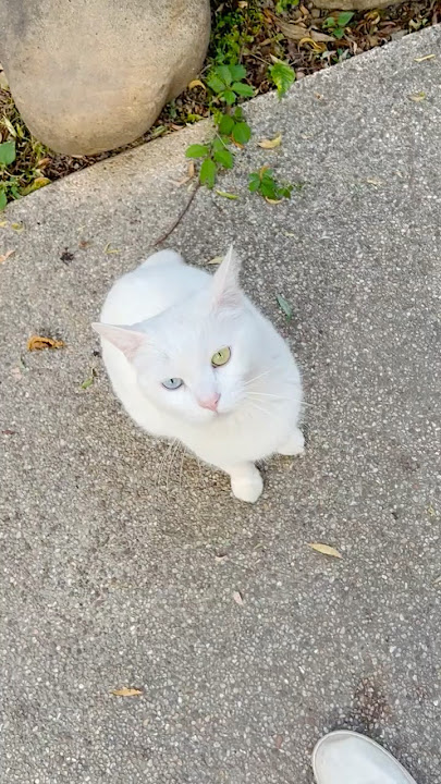 Pretty Stray Cat #cat #catlover