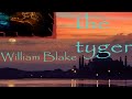 Tiger Tiger by William Blake (read by Gilberto Graywolf)