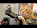 Medal of honor cat