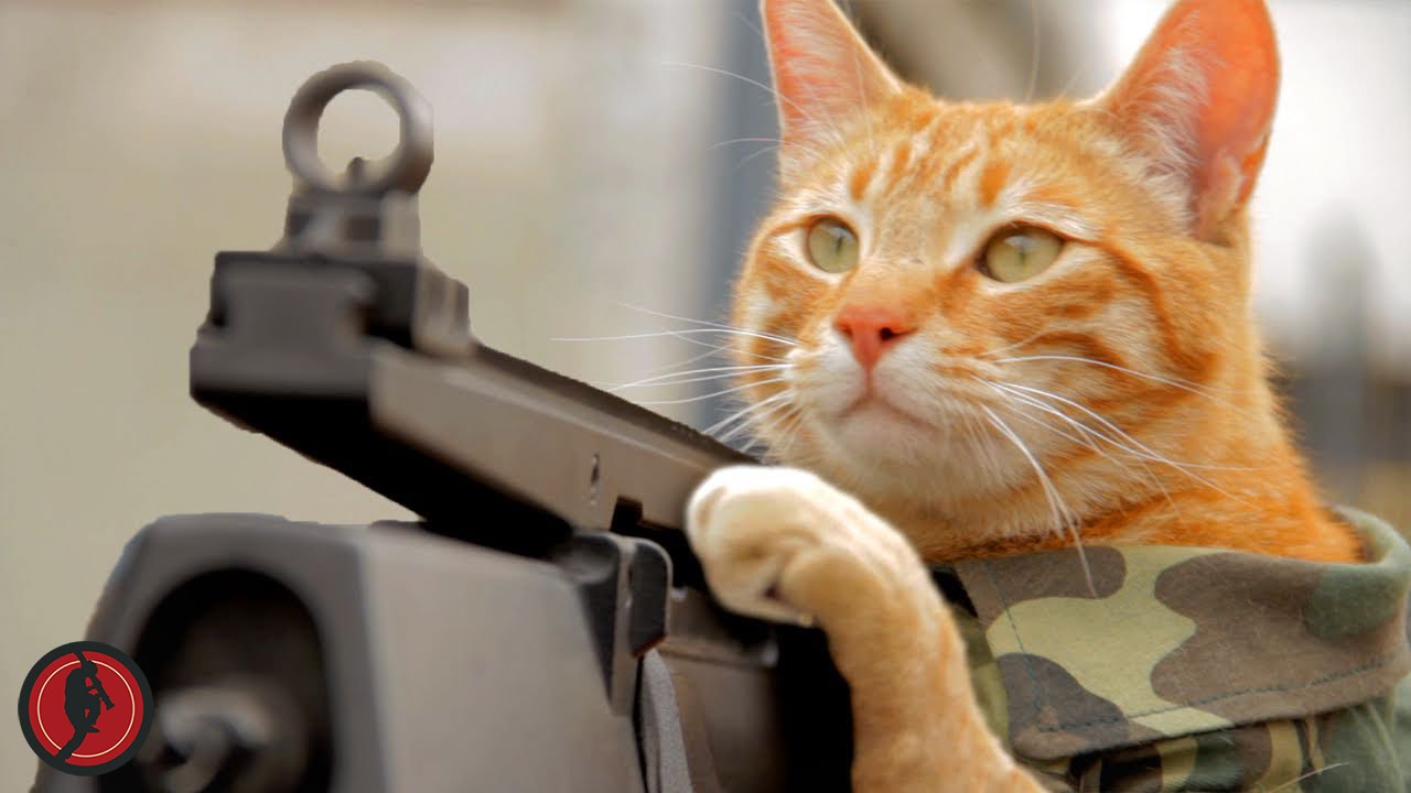 cat with machine gun gif