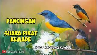 MASTER SUARA PIKAT BURUNG KEMADE PALING AMPUH || PANCINGAN KEMADE LIAR.