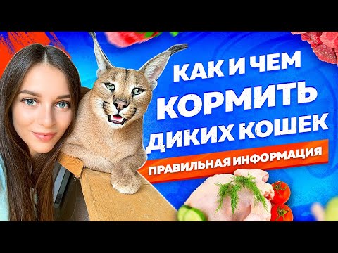 КАК И ЧЕМ КОРМИТЬ ДИКИХ КОШЕК. ПРАВИЛЬНАЯ ИНФОРМАЦИЯ | HOW TO FEED WILD CATS PROPERLY!