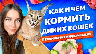 КАК И ЧЕМ КОРМИТЬ ДИКИХ КОШЕК. ПРАВИЛЬНАЯ ИНФОРМАЦИЯ | HOW TO FEED WILD CATS PROPERLY!