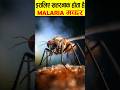 मलेरिया मच्छर इतने खतरनाक क्यों होते हैं ?