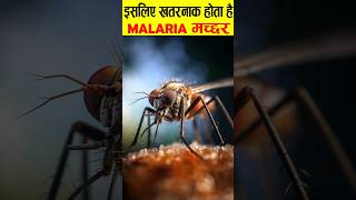 मलेरिया मच्छर इतने खतरनाक क्यों होते हैं ?