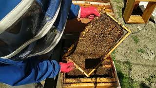 Arıcılık Kat Atma. Rahmetli Muhsin Doğaroğlu Tarifi Ile.