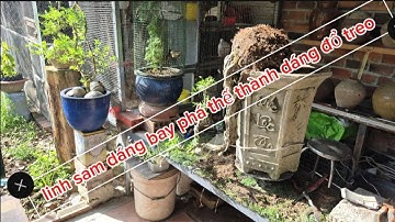 Phá thế cây linh sam dáng bay thành dáng đổ treo || Châu ngọc vlog & bonsai 