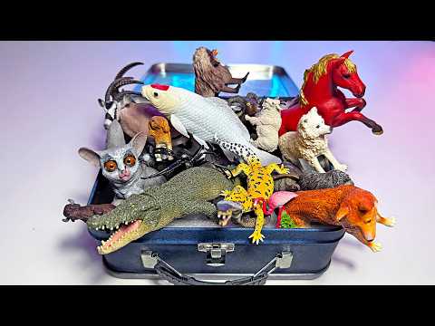 New Box of Animal Toys - Crocodile, Koi Carp, Dingo, Horse, Bush Baby, Gelada, Flamingo, Gecko