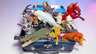 New Box of Animal Toys - Crocodile, Koi Carp, Dingo, Horse, Bush Baby, Gelada, Flamingo, Gecko