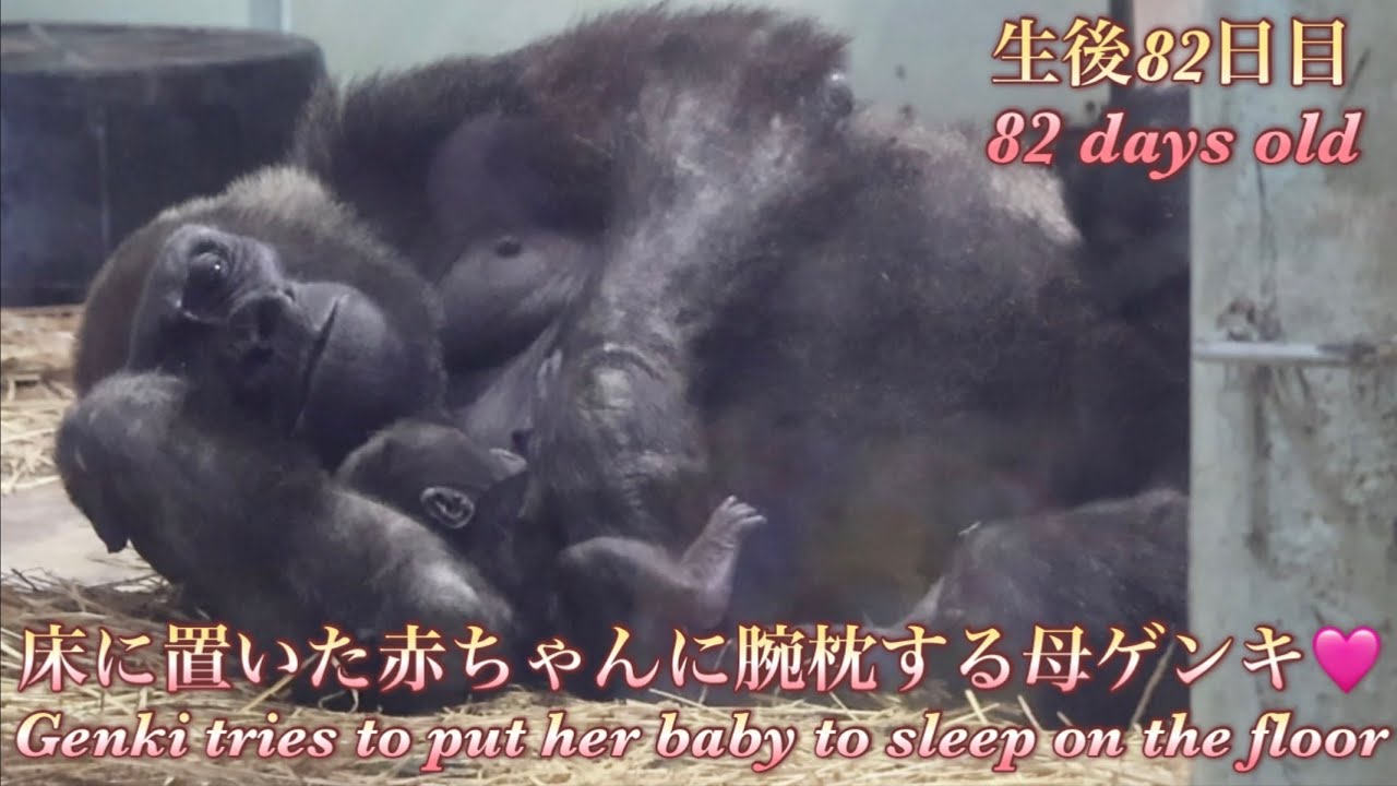 Горилла⭐️Генки наконец попытался уложить ребенка спать на полу, но все еще волновался и сдался.