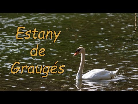 Vídeo: Estany A La Seva Casa D'estiu